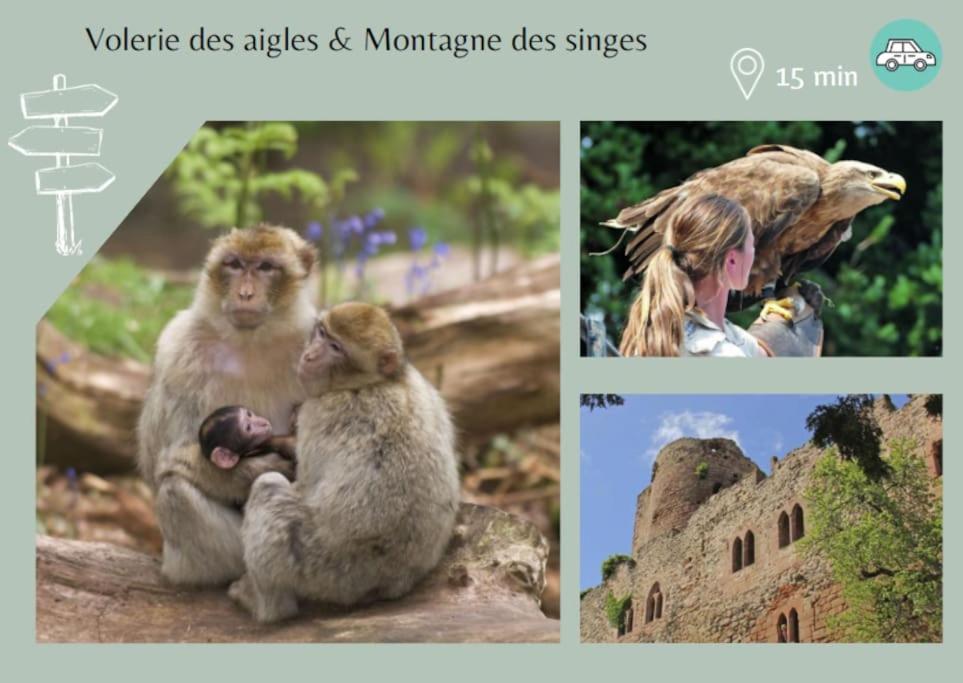 Le Petit Bali Daire Sélestat Dış mekan fotoğraf